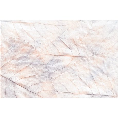 PURE DREAMS KT639M-C PURE DREAMS KT639M-C