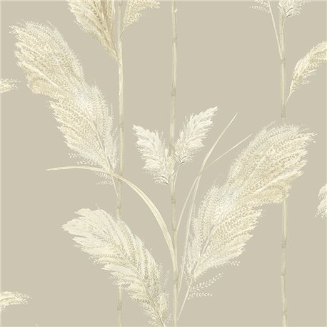 Pampas Grass BMTD001-10C Pampas Grass BMTD001-10C