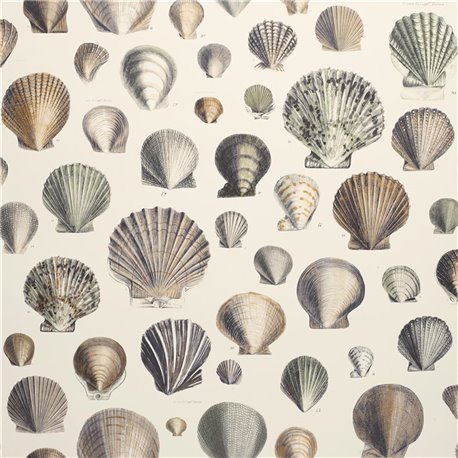 Captain Thomas Browns Shells Oyster PJD6000-02 Captain Thomas Browns Shells Oyster PJD6000-02