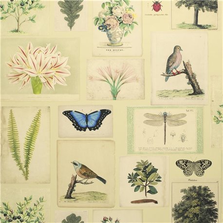 Flora and Fauna Parchment PJD6001-01 Flora and Fauna Parchment PJD6001-01