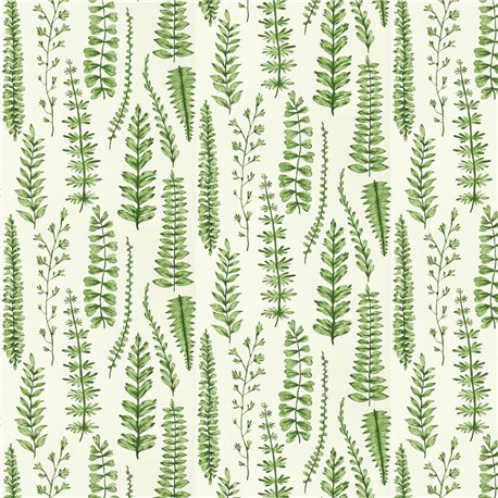 Ferns Juniper NART121031 Ferns Juniper NART121031
