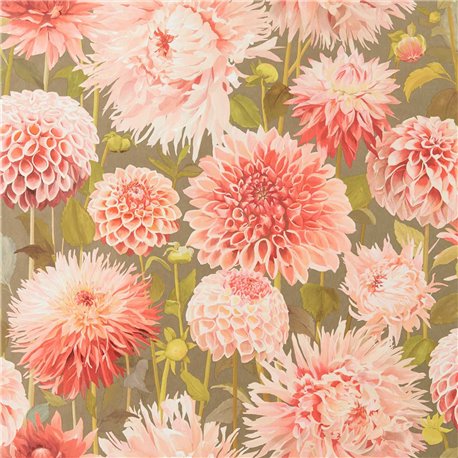 Dahlia Coral Fig Leaf Gilver HQN2112845 Dahlia Coral Fig Leaf Gilver HQN2112845