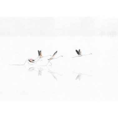 Doñana Swan A00316