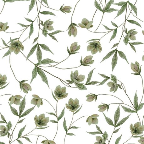 H0712 Hellebores Green H0712 Hellebores Green