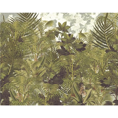 Amazonia JOL2708-1 Amazonia JOL2708-1