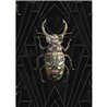 INSECTS BLACK LUCANIDAE BOTANICUS