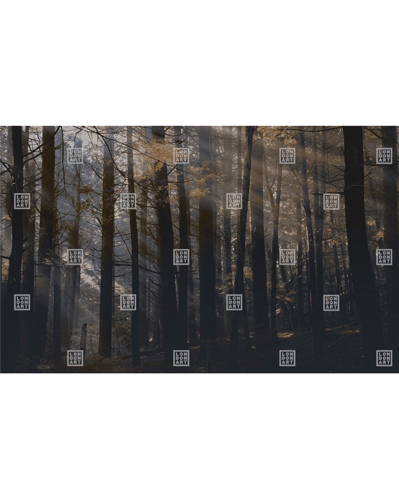 CANADIAN FOREST DSQ2W01-1 CANADIAN FOREST DSQ2W01-1