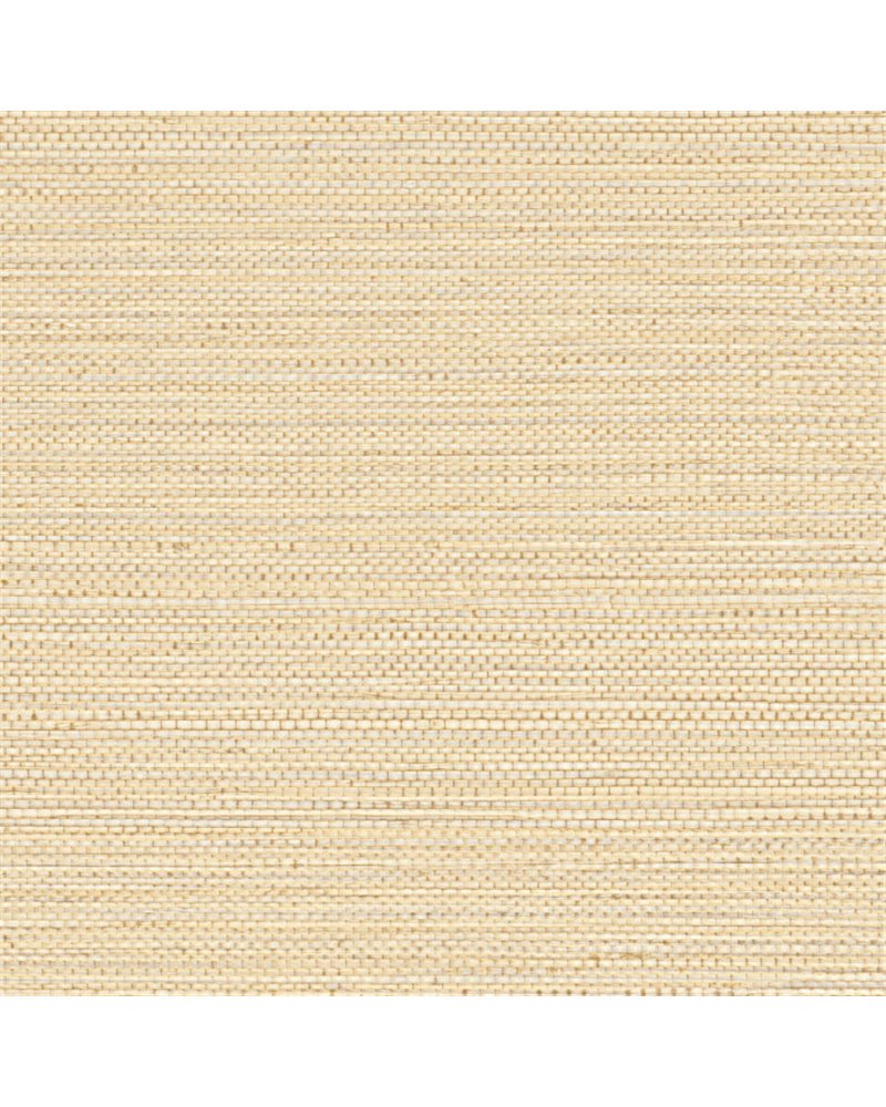 Zostera Coquille 75971834 Zostera Coquille 75971834