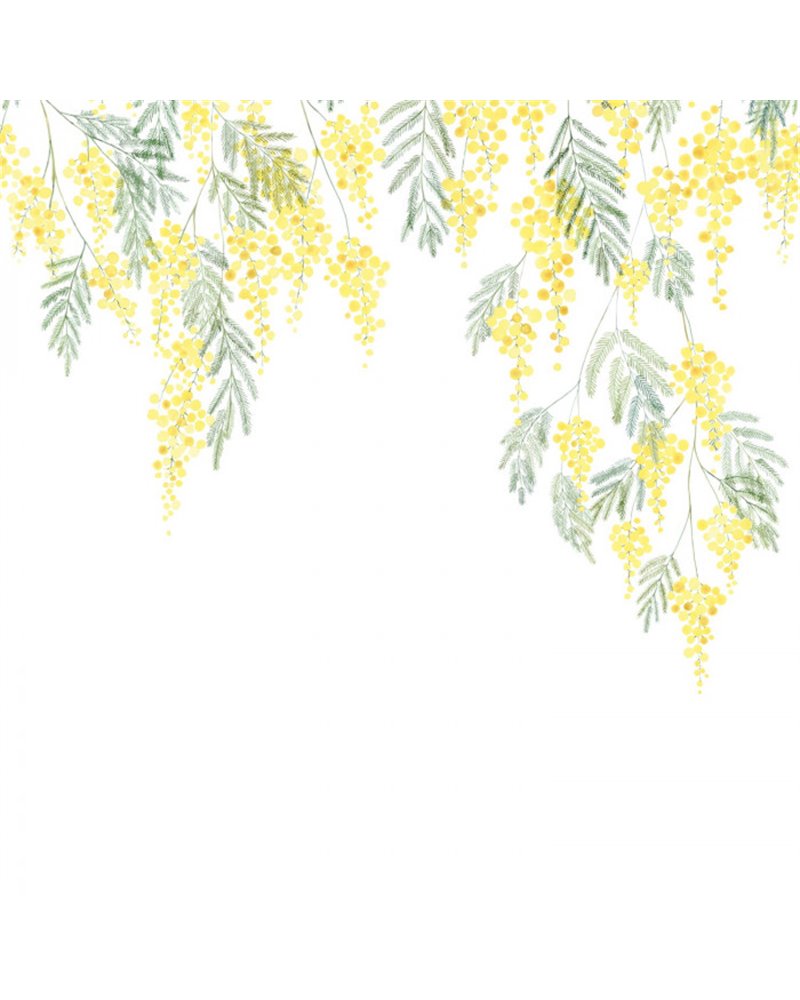Mimosa Bouton D Or L 89172204 Mimosa Bouton D Or L 89172204