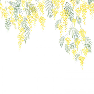 Mimosa Bouton D Or M 89172203