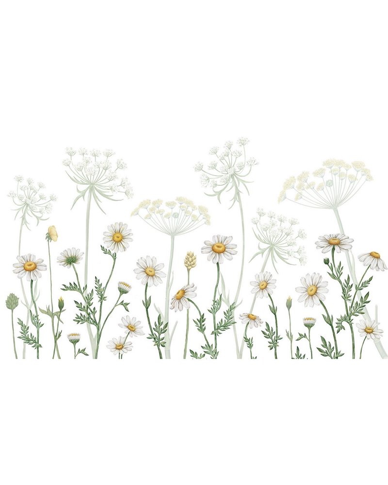 Dazzling Daisies - White Dazzling Daisies - White