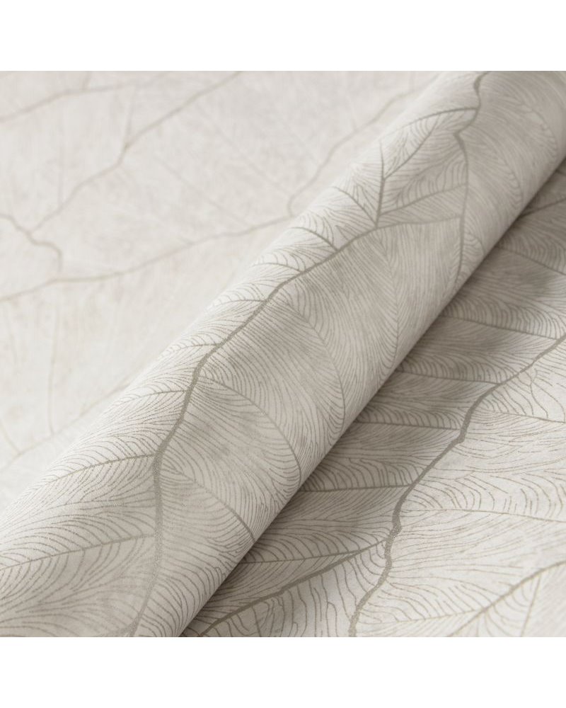 Seashell Old White 65004