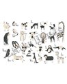 Animals ABC