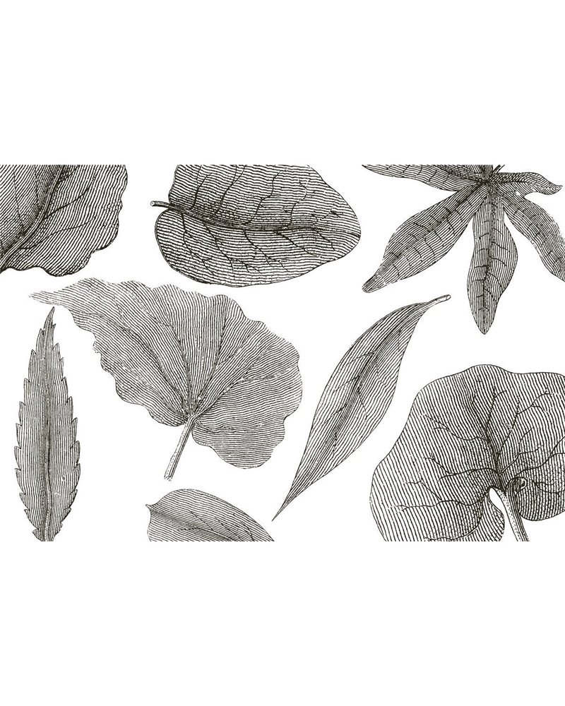 GIANT-LEAVES-VE062-1 GIANT-LEAVES-VE062-1