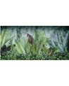 FOLIIS-TROPICAE-SM003-2