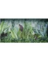 FOLIIS-TROPICAE-SM003-2
