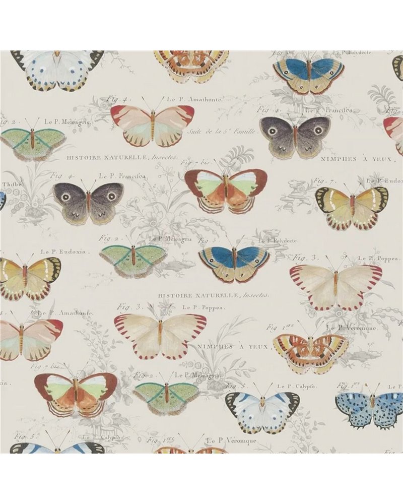 Butterfly Studies Parchment PJD6017-01 Butterfly Studies Parchment PJD6017-01
