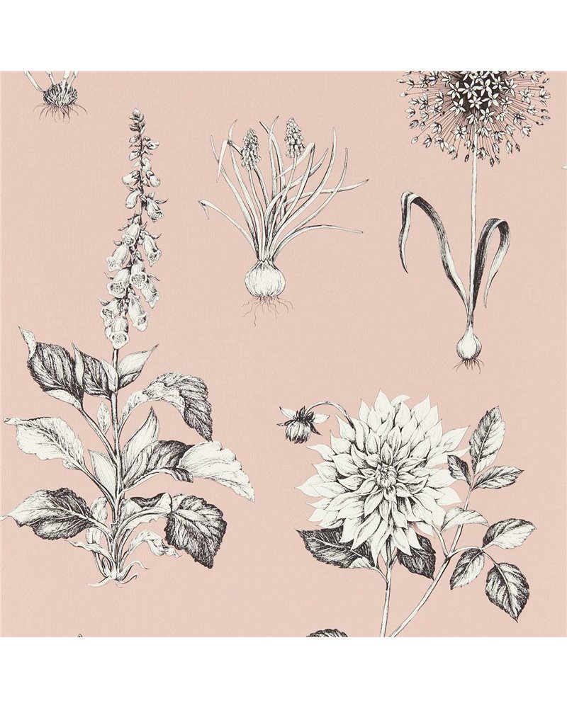 Roseraie Blush W0197-01 Roseraie Blush W0197-01