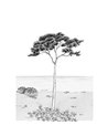 Parfum de Pin Noir Fusain S 200029105