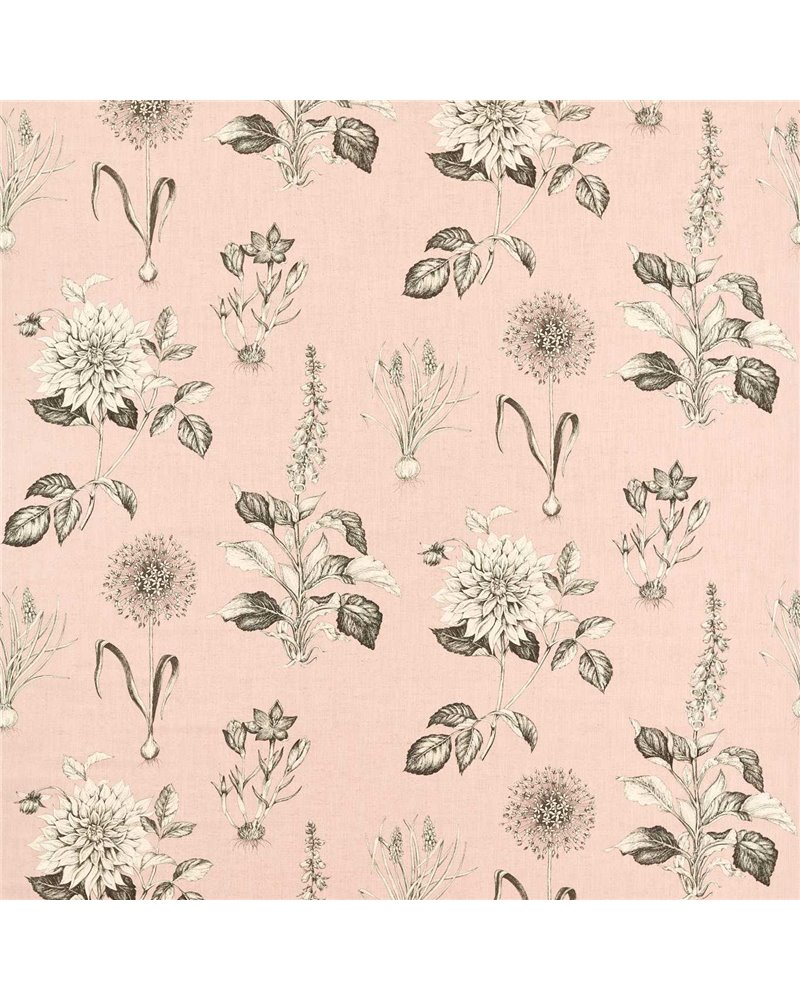 Roseraie Blush F1738-01 Roseraie Blush F1738-01