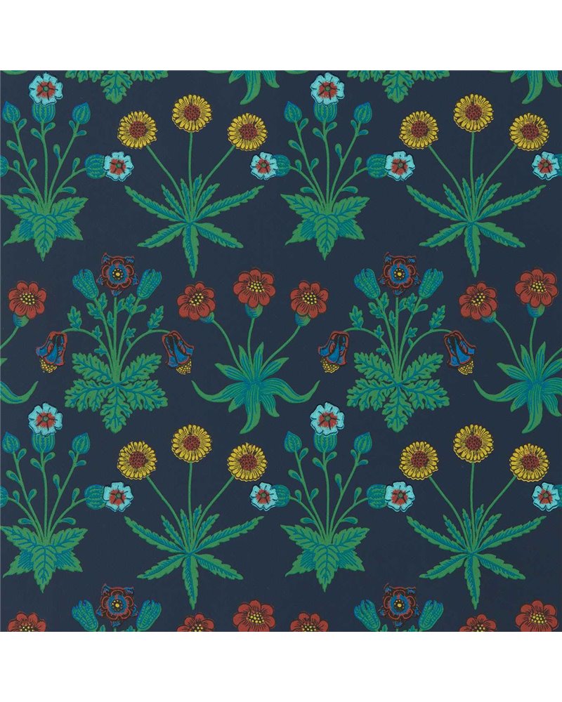 Daisy Midnight AARC510034 Daisy Midnight AARC510034