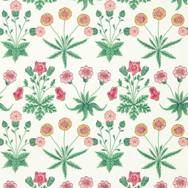 Daisy Strawberry Fields AARC510005
