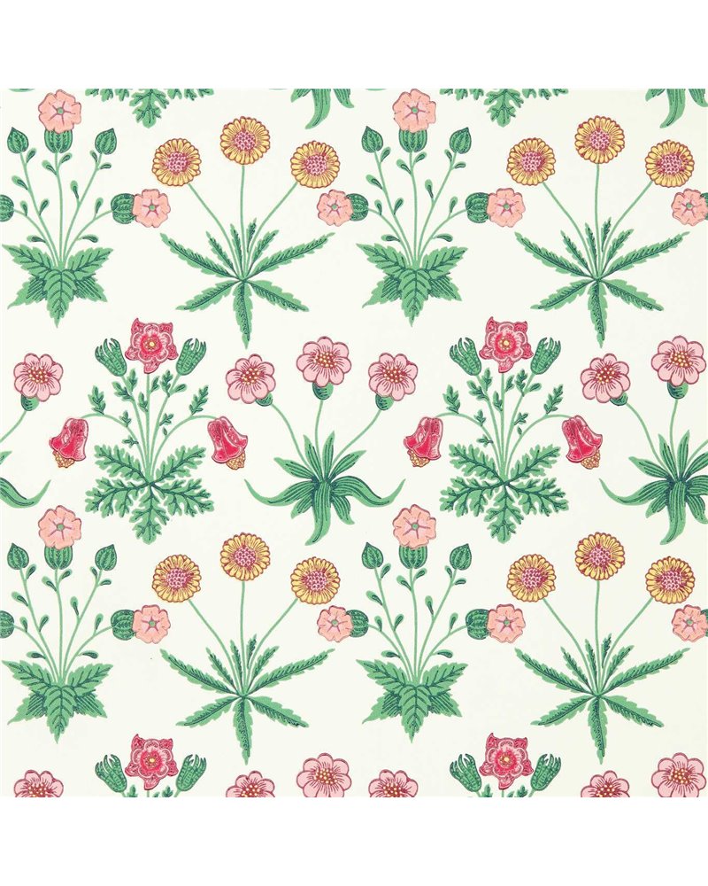 Daisy Strawberry Fields AARC510005 Daisy Strawberry Fields AARC510005
