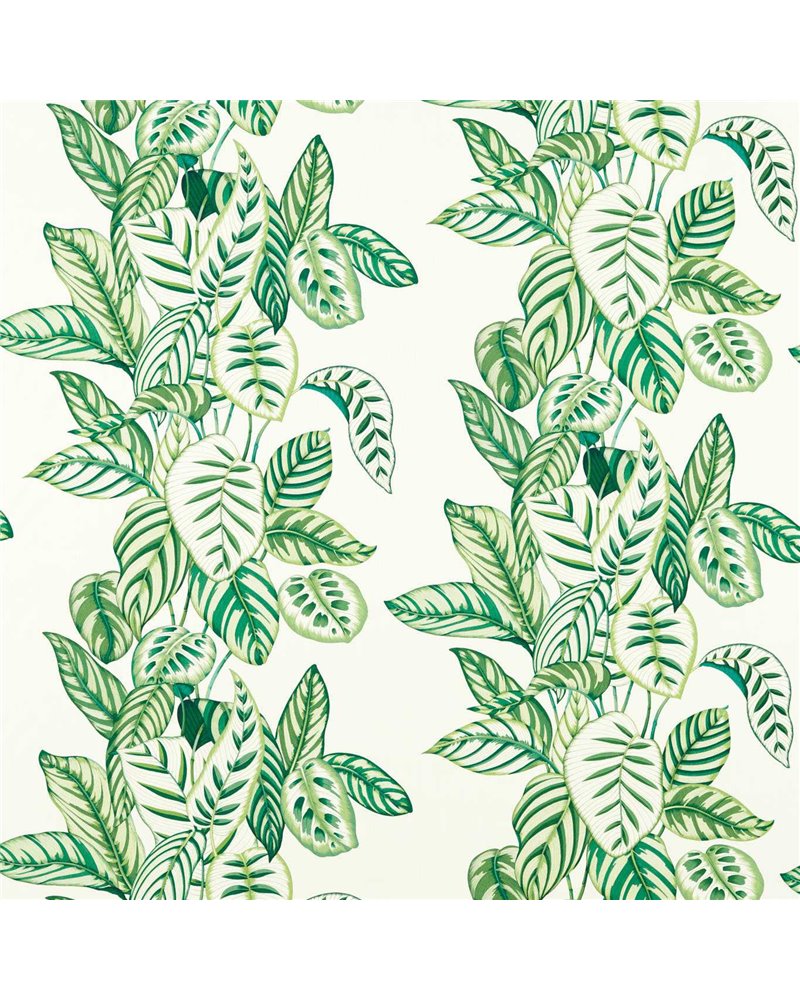 Calathea Botanical Green DLUM226943 Calathea Botanical Green DLUM226943