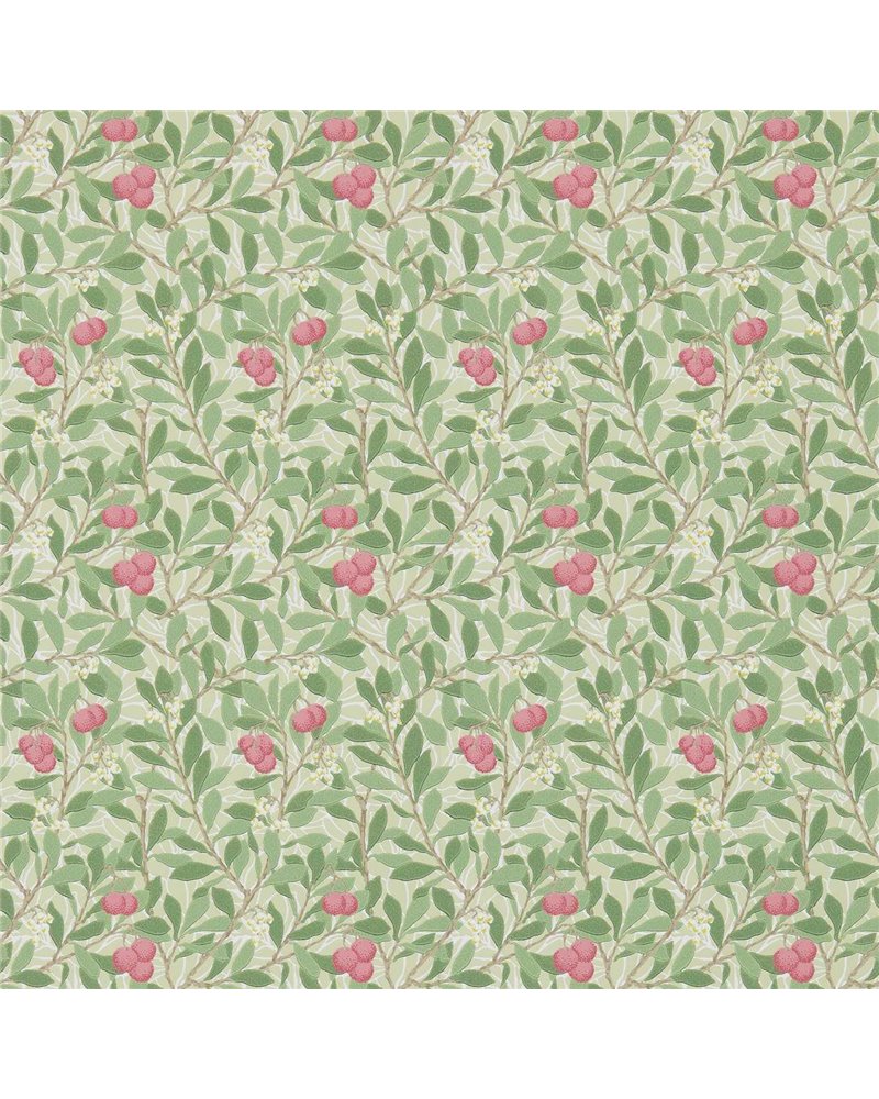 Arbutus Olive Pink DM3W214720 Arbutus Olive Pink DM3W214720