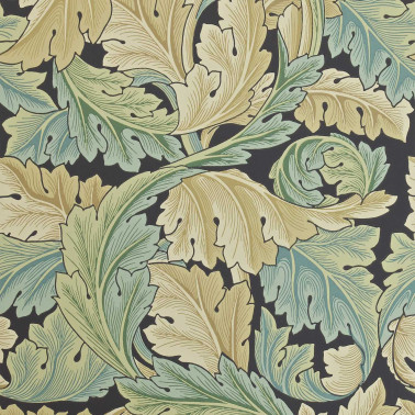 Acanthus Privet DARW212550
