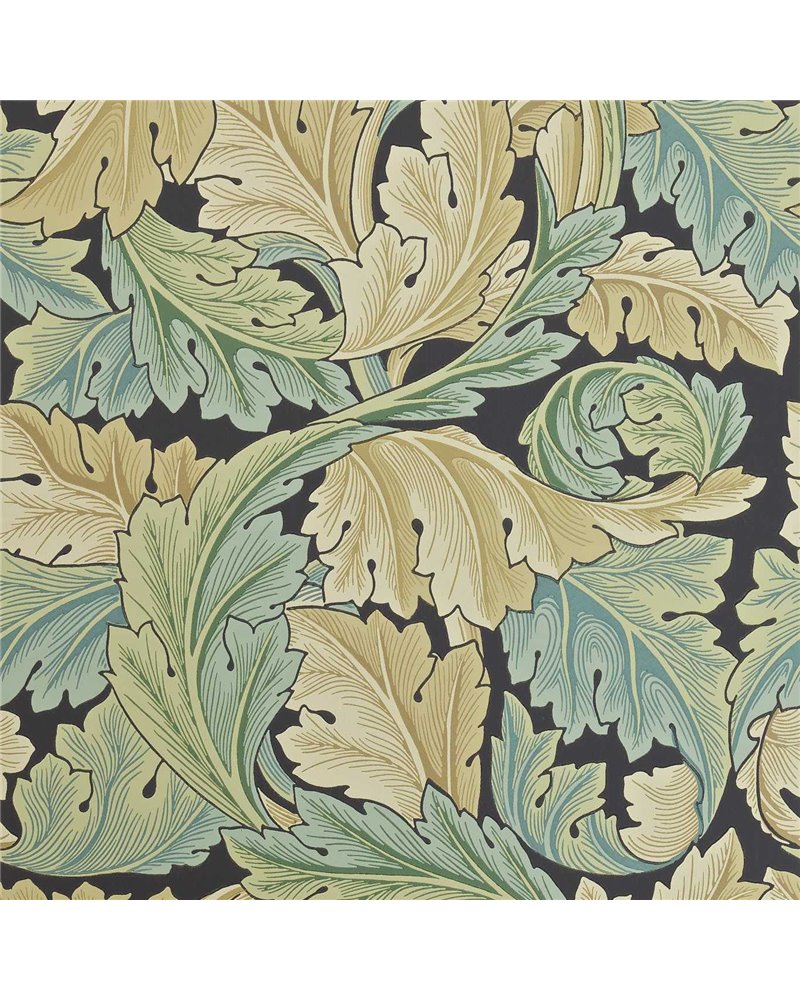 Acanthus Privet DARW212550 Acanthus Privet DARW212550