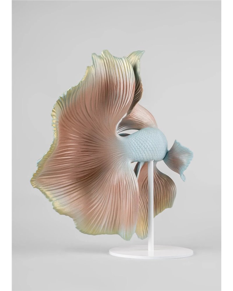 Pez Betta (derecho)