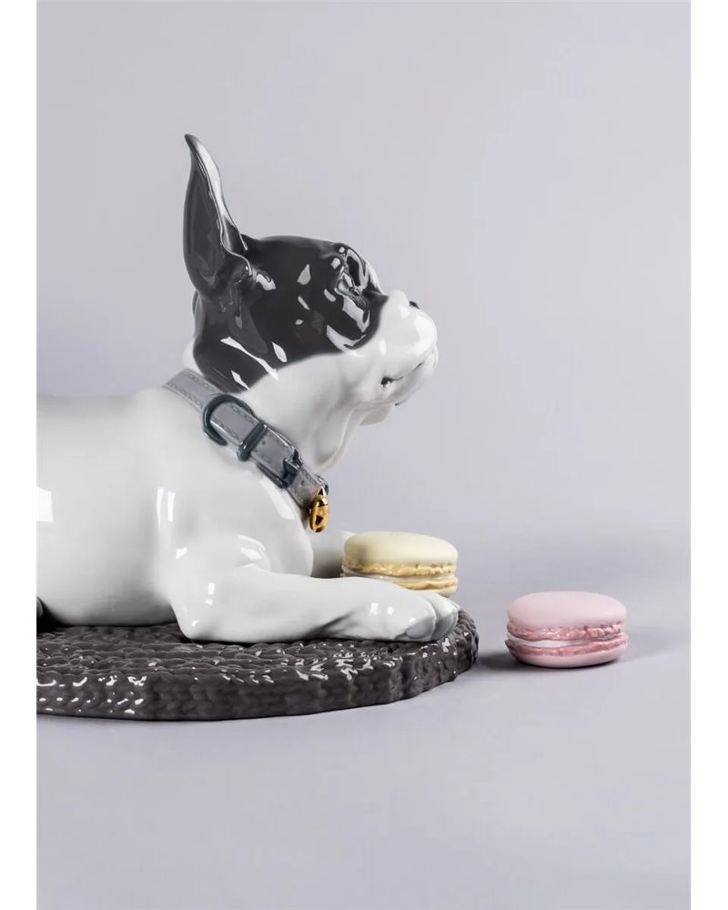 Bulldog francés con macarons