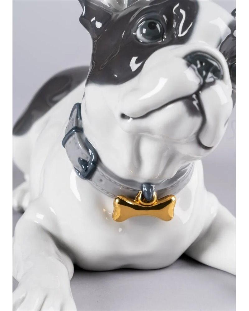 Bulldog francés con macarons