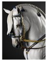 Caballo español