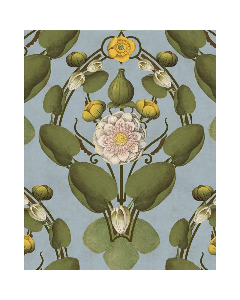 Nymphaea Powder Blue WP20727 Nymphaea Powder Blue WP20727