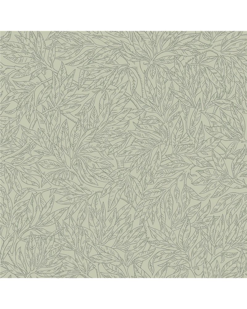 Salix Alba 7787