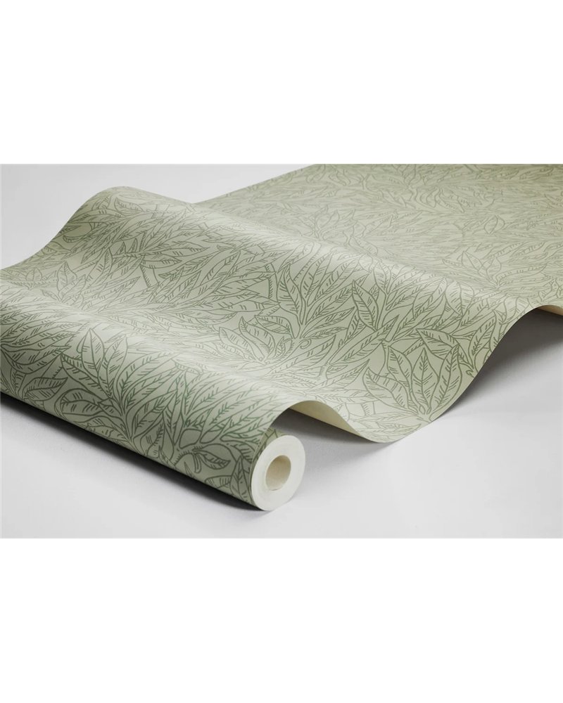 Salix Alba 7787
