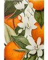 Blooming Citrus