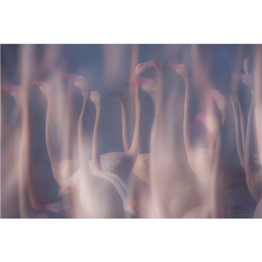 EVANESCENZE IN ROSA SE33650