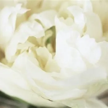 IMG Whites