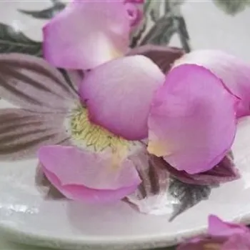 IMG Rosa e rosso