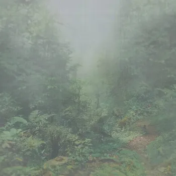 IMG Landscape